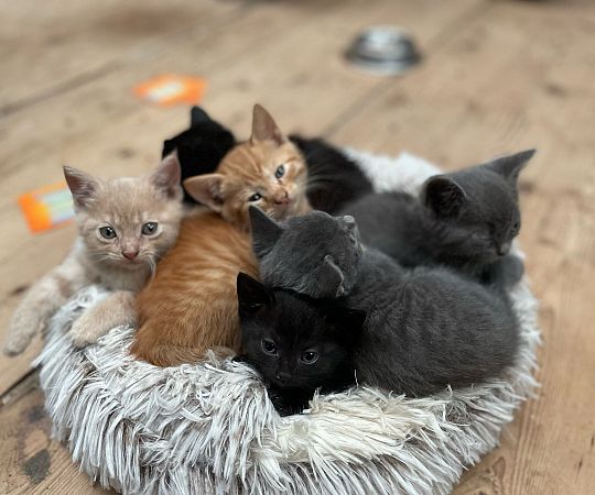 /files/Boerderij dieren/poesjes-kantine.jpg
